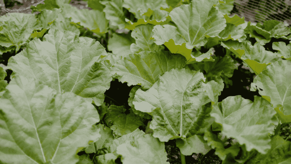 Multiple vegetable plants