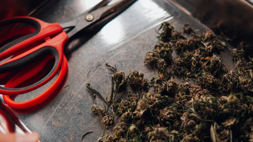 cannabis preparation