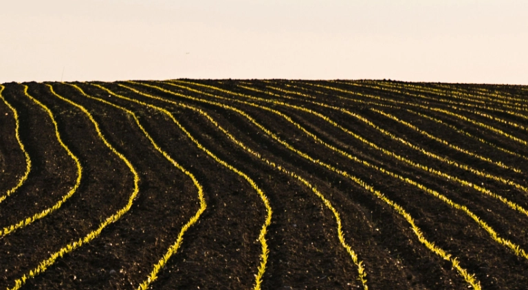 landwirtschaftliche Setzlinge in guter Erde