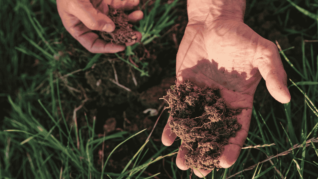 Ein Klumpen Erde wird in einer offenen Handfläche über dem Gras gehalten