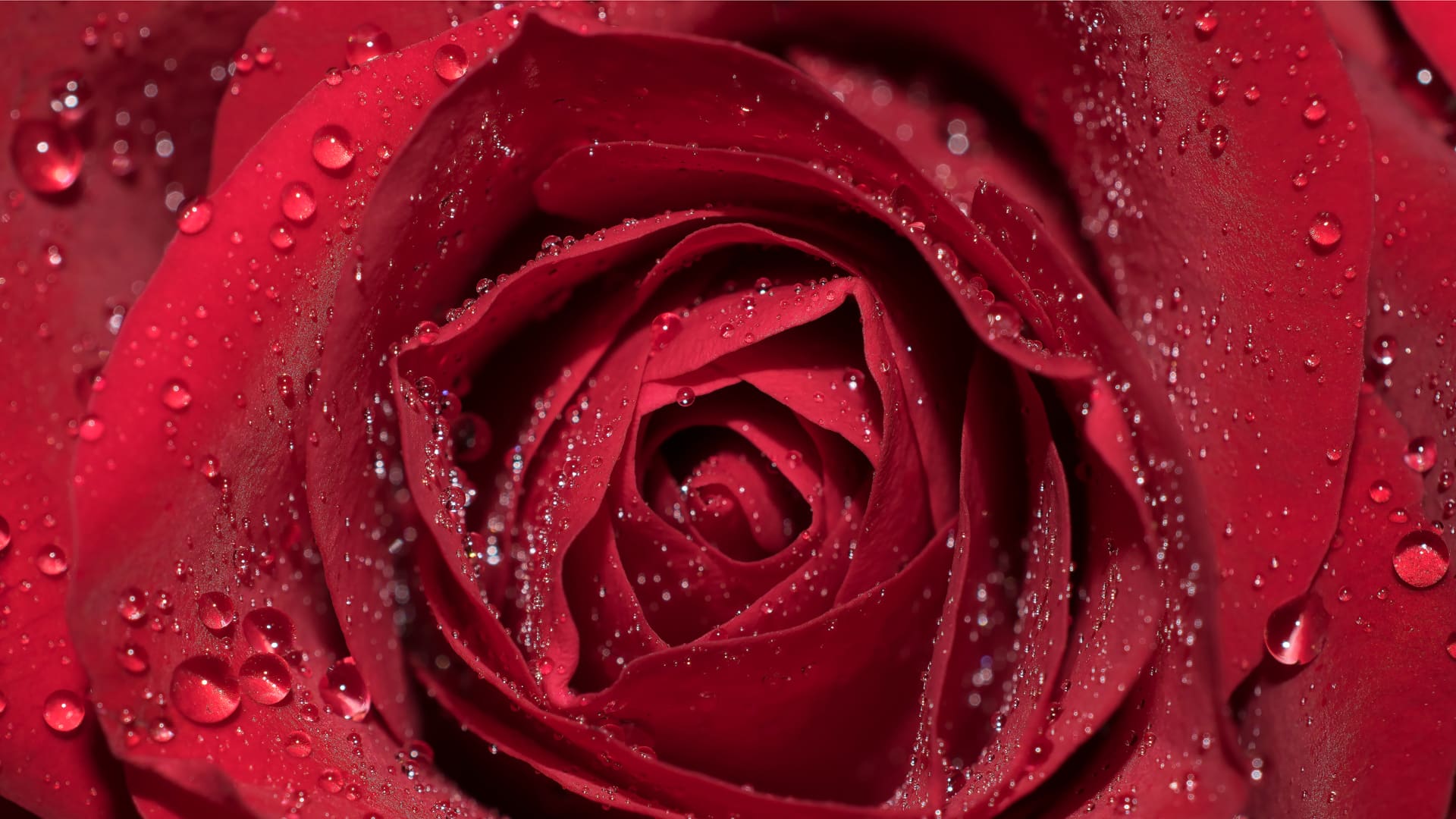 LECO Flavor and Aroma Analysis - Red Rose