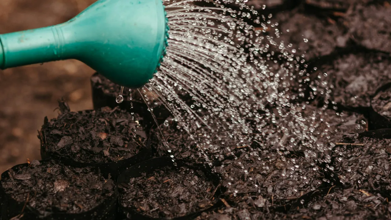 Bewässerung von Anzuchttöpfen; Vermeidung von hydrophober Erde
