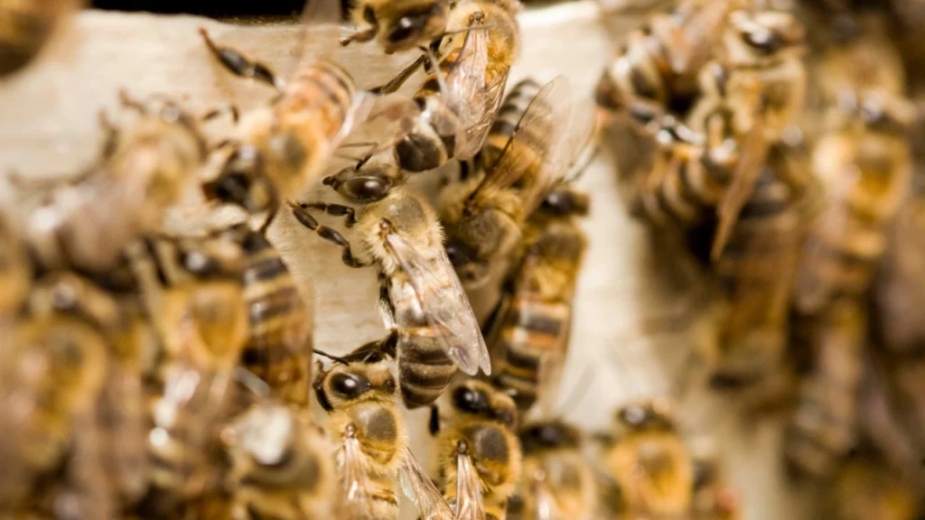 ruche d'abeilles mellifères