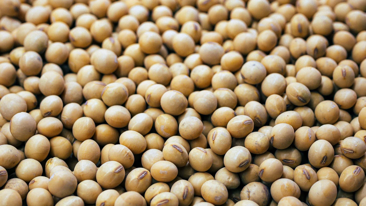 Nitrogen and protein determination of beans