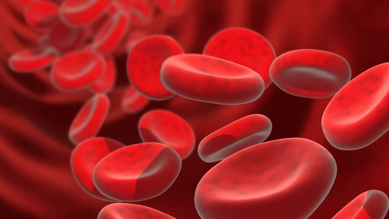 model of human blood cells