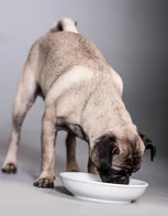 A dog, pug, eating