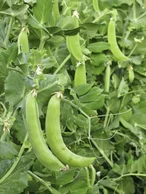 Garden beans